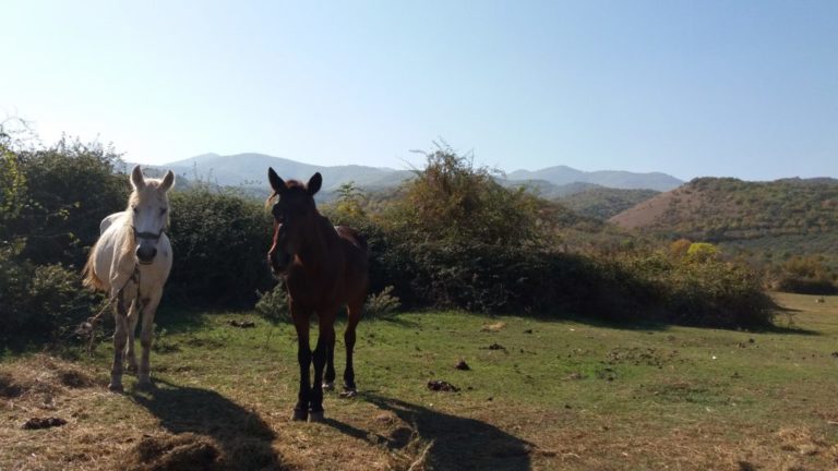 Όροι και μέτρα λειτουργίας για ιππικούς ομίλους (video)