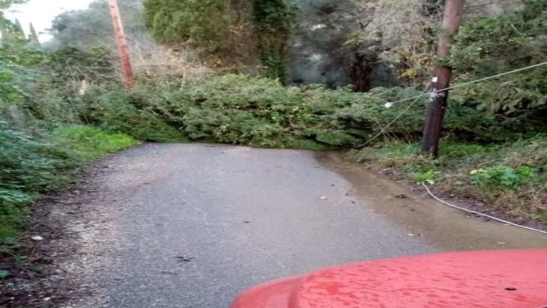 Πτώσεις δέντρων και διακοπές ηλεκτροδότησης λόγω κακοκαιρίας στην Κέρκυρα