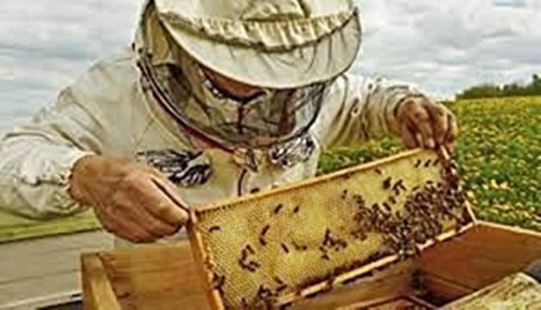 Ξεκίνησε το πρόγραμμα αντικατάστασης κυψελών και μετακινήσεων μελισσοσμηνών