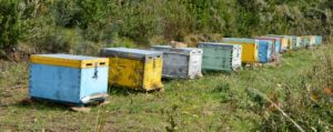 Έρευνα για να πιστοποιηθεί το Καστοριανό μέλι ως προϊόν Προστατευόμενης Γεωγραφικής Ένδειξης