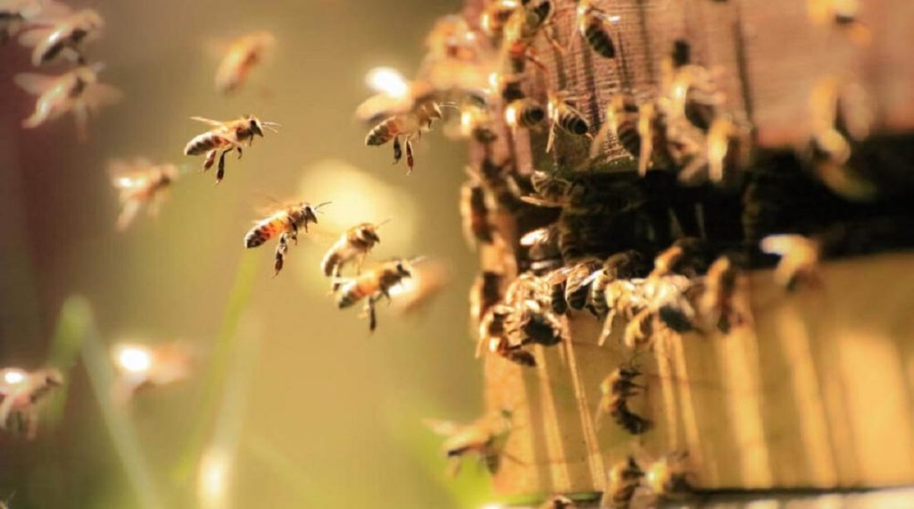 Καβάλα: Εξιχνίαση κλοπής 47 μελισσοκυψελών