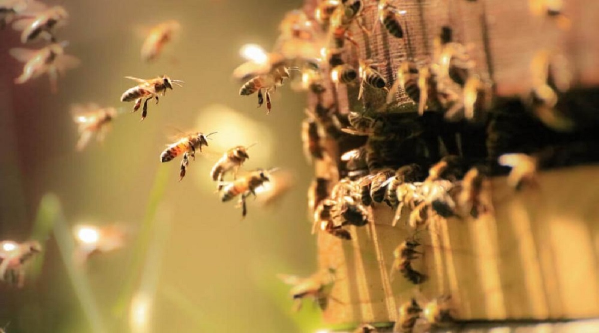 Άστρος Κυνουρίας: Σεμινάριο για τις μέλισσες της Πελοποννήσου