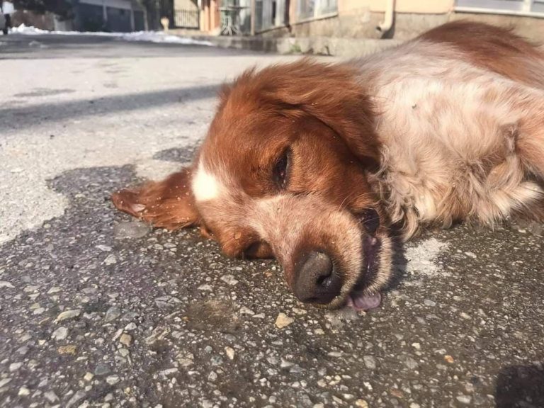 Κοζάνη: Νέα περιστατικά κακοποίησης αδέσποτων σκυλιών