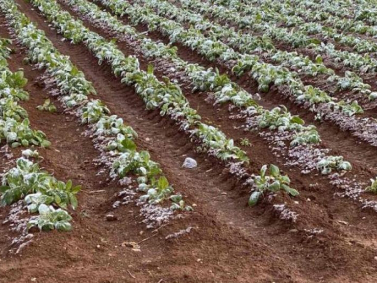 Μεσσηνία: Αναγγελία ζημιάς σε καλλιέργειες από παγετό στον δήμο Μεσσήνης