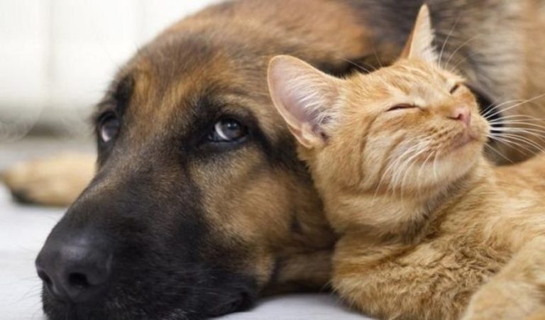 Θα απαγορευτεί η πώληση σκύλων και γατών από pet shop και οι αγγελίες για ζευγάρωμα