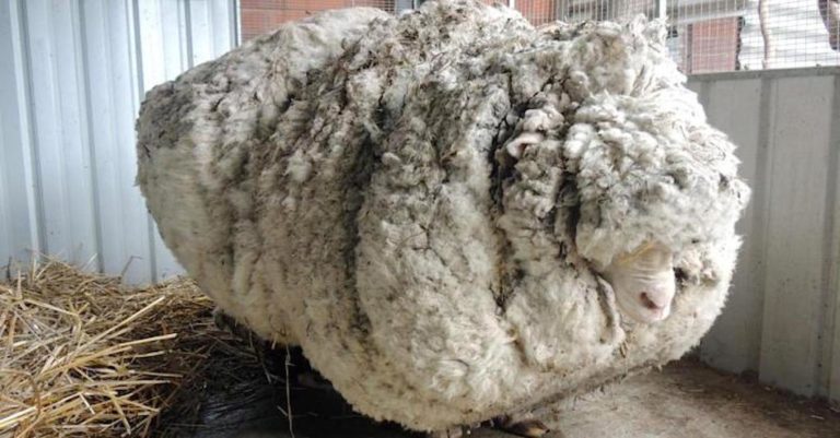 35 κιλά μαλλί κούρεψαν από πρόβατο στην Αυστραλία (video)