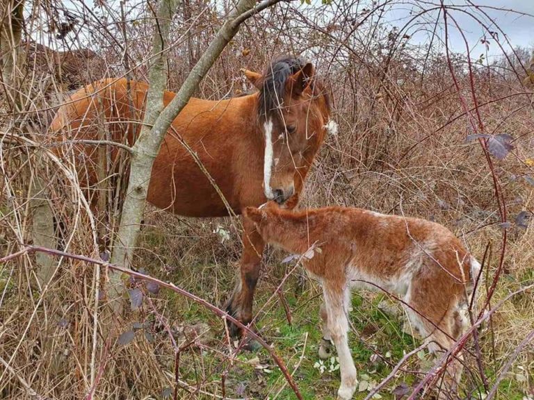 Ξάνθη: Έσωσαν νεογέννητο αλογάκι γιατροί του Κέντρου Υγείας Εχίνου