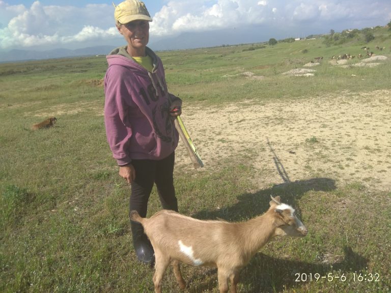 Ροδόπη: Κτηνοτρόφος στο Γλυκονέρι  καταγγέλλει δηλητηριάσεις σκυλιών
