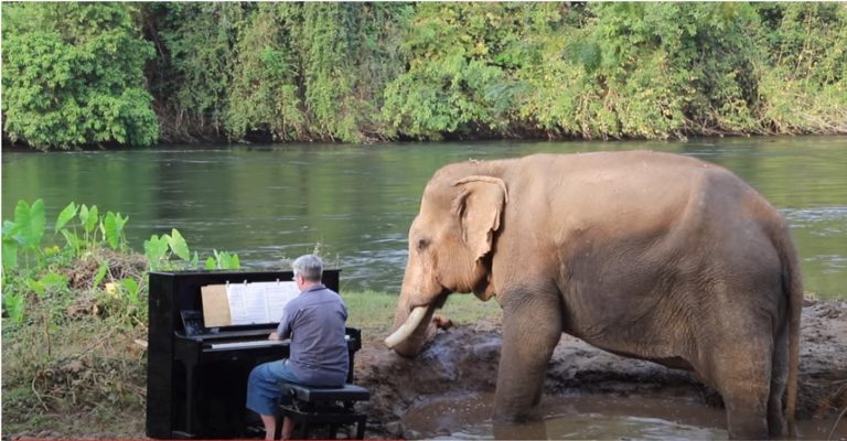 Ο Πολ Μπάρτον παίζει κλασική μουσική σε ελέφαντες που δεν είναι πια αιχμάλωτοι (video)