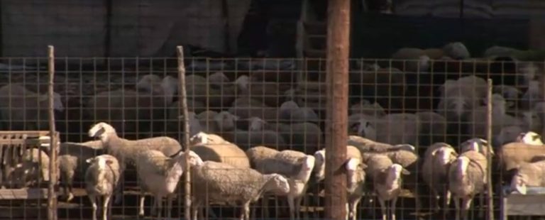 Αυξήθηκε το κόστος παραγωγής των κτηνοτρόφων λόγω κακοκαιρίας