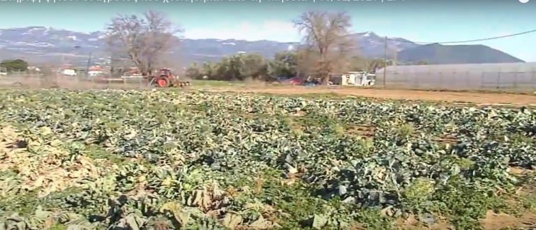 Στήριξη ζητούν οι αγρότες που χτυπήθηκαν από τη “Μήδεια”