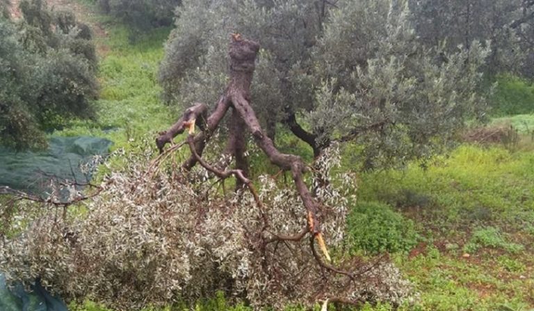 Ρέθυμνο: Τον σκότωσε το κλαδί ελιάς που κλάδευε