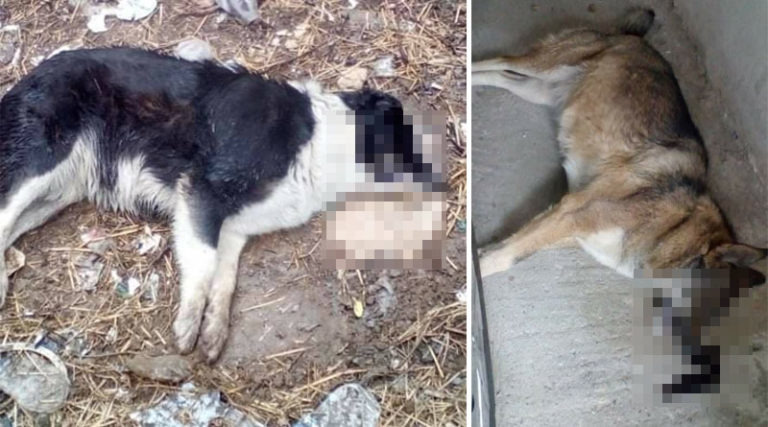 Δεκάδες θανατώσεις σκυλιών με φόλες στην Έδεσσα (video)