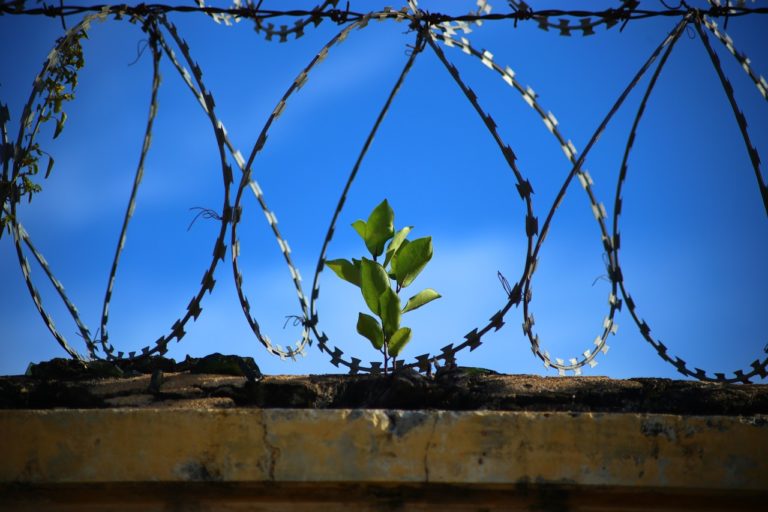 Έρευνα: Τα φυτά στις φυλακές μειώνουν τη βία