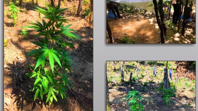 Δικογραφία σε βάρος αλλοδαπού για τη φυτεία κάνναβης σε περιοχή της Λίμνης Πλαστήρα