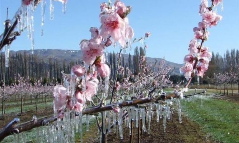 Η Ομοσπονδία Αγροτικών Συλλόγων για τον παγετό που χτύπησε τις δενδρώδεις καλλιέργειες