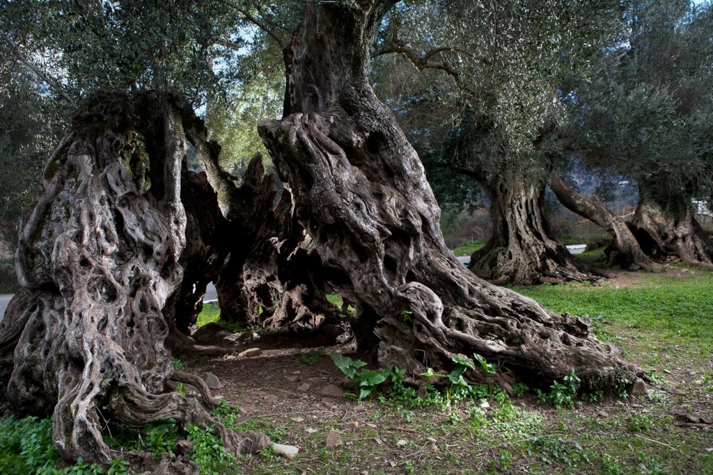 Δένδρα – μάρτυρες της Επανάστασης του 1821 και στην Κρήτη