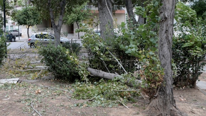 Χαλκιδική: Εργασίες κοπής δένδρων αύριο στον δήμο Κασσάνδρας