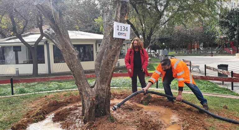 Τρεις αιωνόβιες ελιές «ρίζωσαν» στο Χαλάνδρι