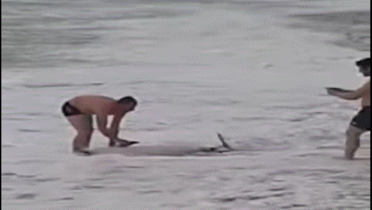 Καβάλα: Συγκινητική επιχείρηση διάσωσης δελφινιού σε παραλία του δήμου Παγγαίου (video)