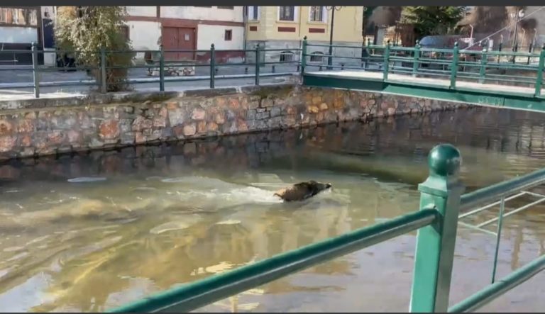 Φλώρινα: Αγριογούρουνο κολυμπά στον ποταμό Σακουλέβα, στο κέντρο της πόλης  (video)