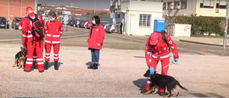 Θετικές οι αντιδράσεις για το νομοσχέδιο για τα ζώα συντροφιάς