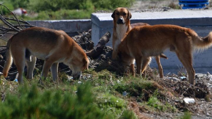 Θεσσαλονίκη: Κατεστραμμένοι κάδοι γίνονται «καταφύγιο» για αδέσποτα