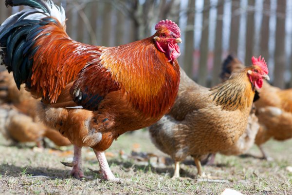 Κομοτηνή: Απαγορεύεται η διατήρηση οικόσιτων πουλερικών σε μη περιφραγμένους χώρους
