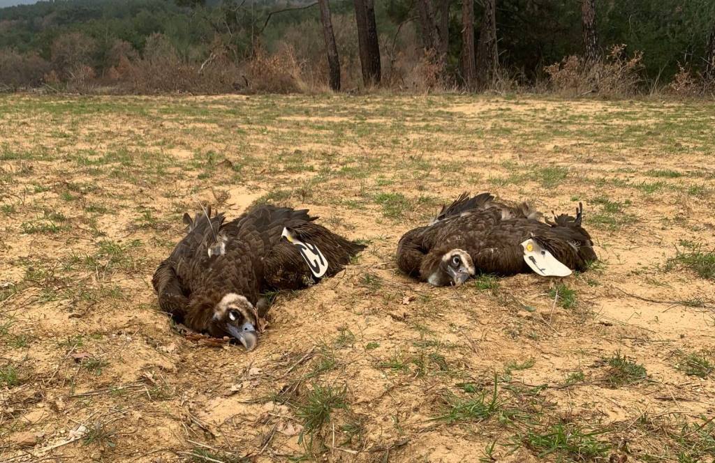 Έβρος: Νεκροί από δηλητηριασμένα δολώματα δύο μαυρόγυπες στο εθνικό πάρκο Δαδιάς