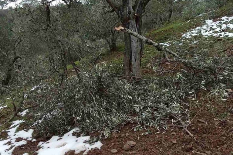 Παρατείνεται η υποβολή δηλώσεων ζημιών από τη “Μήδεια” στο Ν. Πήλιο