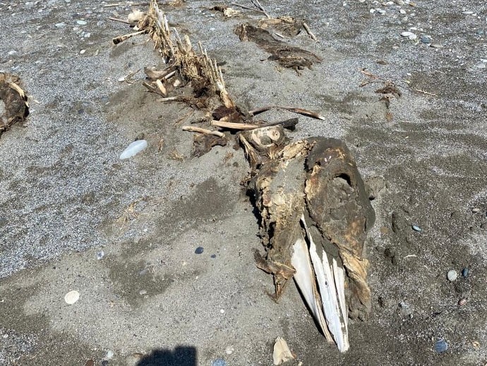 Ρέθυμνο: Στην παραλία της Τριόπετρας ξεβράστηκε ο σκελετός κήτους
