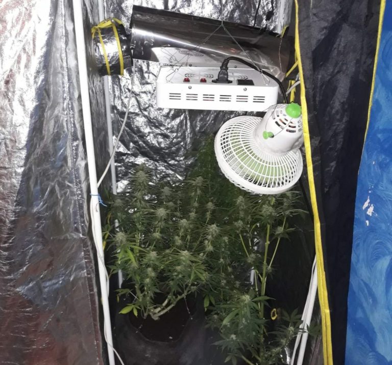 Για καλλιέργεια δενδρυλλίων κάνναβης συνελήφθη 33χρονος στην Φλώρινα