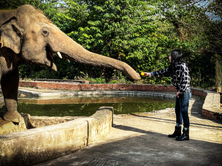 Η Σερ σώζει τον «πιο μοναχικό ελέφαντα του κόσμου»