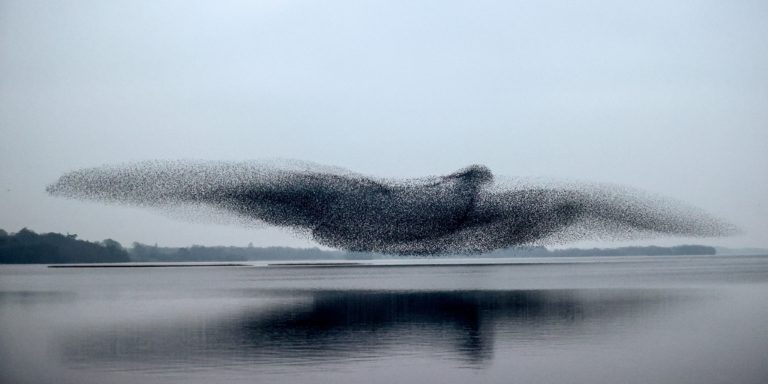 Ένα σμάρι ψαρόνια σχημάτισε ένα πελώριο πουλί πάνω από λίμνη της Ιρλανδίας