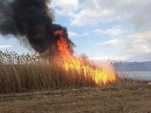 Βεγορίτιδα Φλώρινας: Καταστροφή του οικοσυστήματος καταγγέλλει ο Σύλλογος Προστασίας της Λίμνης Βεγορίτιδας (video)