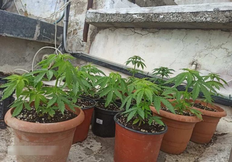 Σύλληψη για καλλιέργεια δενδρυλλίων κάνναβης στο Ηράκλειο