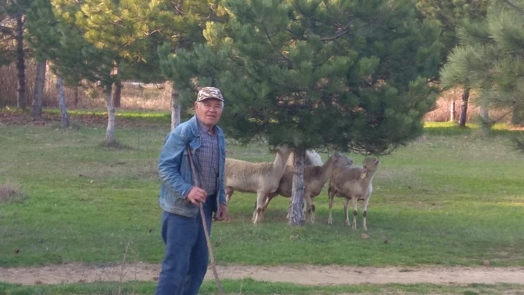 Ο 75χρονος κτηνοτρόφος στον κάμπο της Ροδόπης