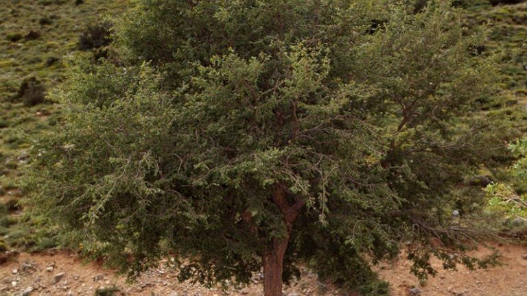 Το MAIX για την αμπελιτσιά – Το απειλούμενο ενδημικό δέντρο της Κρήτης (βίντεο)