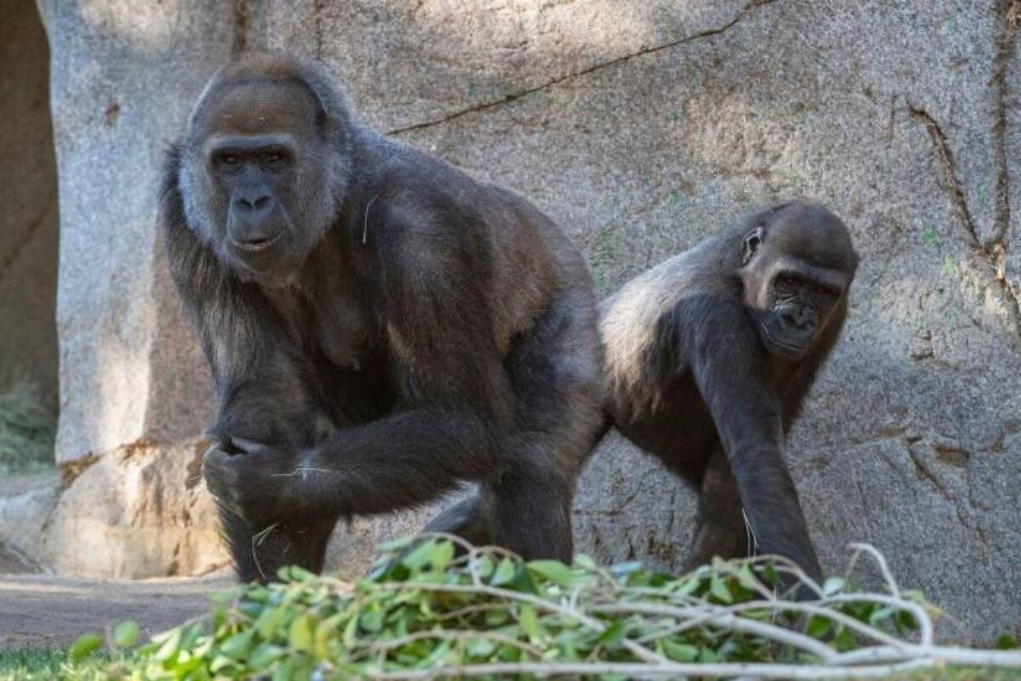 Covid-19: Εμβολιάσθηκαν οι πρώτοι μεγάλοι πίθηκοι του ζωολογικού κήπου του Σαν Ντιέγκο