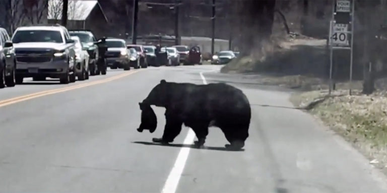 Μαμά αρκούδα αγωνίζεται να περάσει τα 4 μικρά της στον απέναντι δρόμο και γίνεται viral
