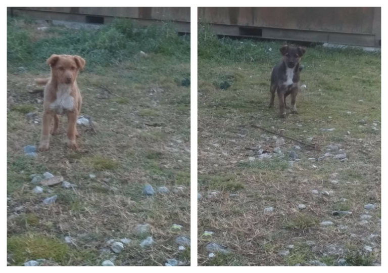 Δηλητηρίασαν αδέσποτο σκυλί στο Στεφανοβίκειο