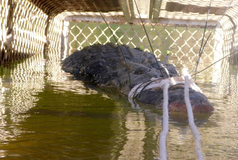 Αυστραλία: Κροκόδειλος μισού τόνου πιάστηκε στο Ντάργουιν