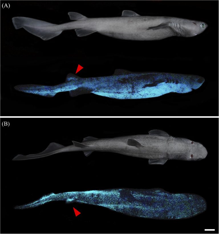 Επιστήμονες ανακάλυψαν τρία νέα είδη καρχαρία που λάμπουν στο σκοτάδι