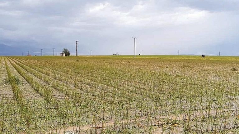 ΝΟΔΕ Ν.Δ. Ροδόπης: 2.652.722 ευρώ αποζημιώσεις από τον ΕΛΓΑ σε αγρότες της Ροδόπης
