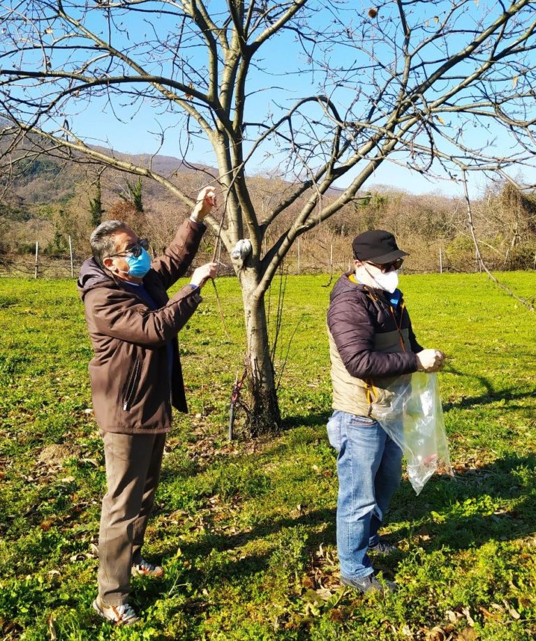 Καταπολέμηση σφήκας της καστανιάς από την Περ. Θεσσαλίας