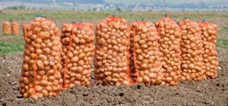 Σέρρες: Αδιάθετοι χιλιάδες τόνοι πατάτας στις αποθήκες