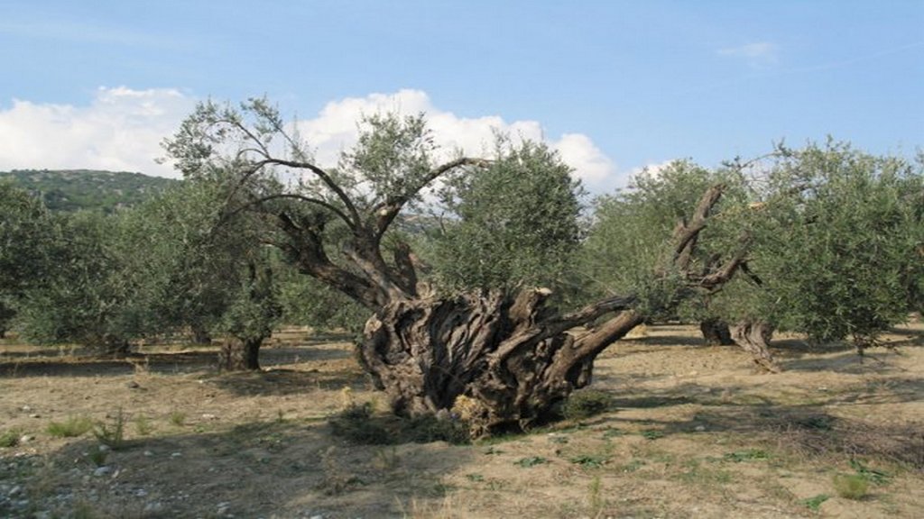 Επιχείρηση για τη διάσωση των αιωνόβιων ελαιοδένδρων ξεκινά η Περιφέρεια