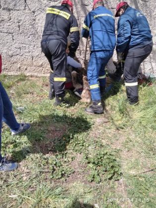 Eordaialive.com - Τα Νέα της Πτολεμαΐδας, Εορδαίας, Κοζάνης Καστοριά: Σκύλος σφηνώθηκε σε μαντρότοιχο – Απεγκλωβίστηκε με τη βοήθεια της Πυροσβεστικής (εικόνες)