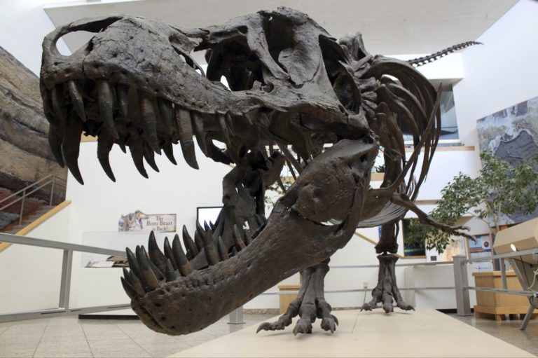 Έρευνα: Περίπου 2,5 δισεκατομμύρια Τυραννόσαυροι έζησαν στη Γη την εποχή των δεινοσαύρων