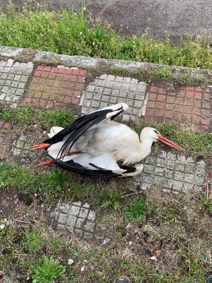 Νεκρός πελαργός στην Τ.Κ. Βαλτονέρων του Δήμου Αμυνταίου